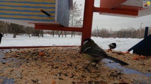 Как я пытался снимать ПТИЦ в городе и в лесу и что из этого вышло…