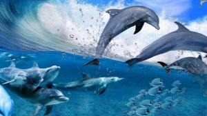 звуки дельфинов и шум морсих волн