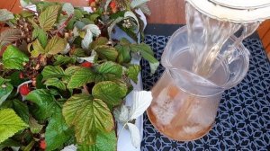 Чай из веточек малины! Отличная альтернатива обычному чаю! Это вкусный и полезный напиток