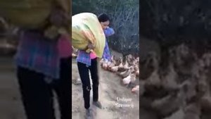 A million chicken eggs-Милион куриных яиц #Смотри сколько их!#KINO TV 2020☆