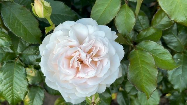 Совершенство и стойкость - роза Чандос Бьюти (Chandos Beauty). Питомник растений Е. Иващенко смотреть онлайн