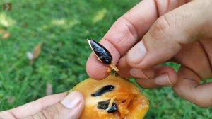 Саподи́лла, сапотовое дерево или чико. Manilkara zapóta, chicle or sapodilla.