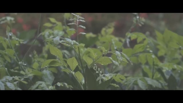 Sony a3500 Sample Video || The Garden смотреть онлайн