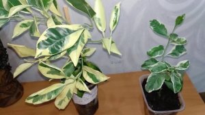 Мои вариегатные красавцы (вариегатный каламондин-цитрофортунелла, цитрон вариегатный)