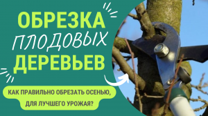 ОБРЕЗКА ПЛОДОВЫХ ДЕРЕВЬЕВ - КАК ДЕЛАТЬ ПРАВИЛЬНО?