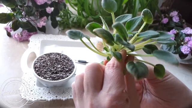 Пересадка ампельной фиалки смотреть онлайн