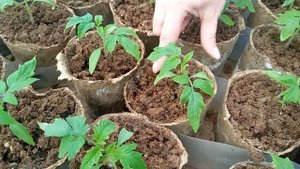 Рассада Томатов в возрасте 30 дней: важные моменты ухода.