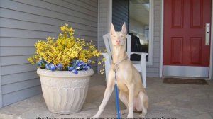 Белый доберман альбинос: особенности собак