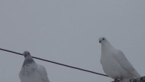 посадка Будапештских высоколётных голубей 09 01 2021г