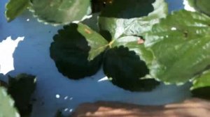 Первое плодоношение клубники Монтерей и Сан-Андреас высаженных рассадой ЗКС