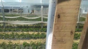 26.03.23. Клубника сорт клери! Кыргызстан, Талас.