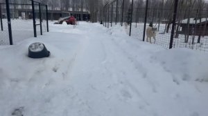 Дикие Кабаны построили себе лежанку‼️ Гладим хвост павлина 🦚 Кот Симба сопровождает нас по парку.