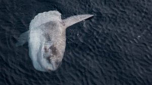 3-ton sunfish sets a new world record for largest bony fish ever discovered