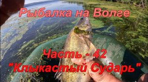 Рыбалка на Волге. Часть - 42. "Клыкастый Сударь".