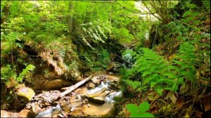 Кахф Сүрөсү (толук) |  Шейх Алижон Кори