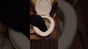 кот в унитазе