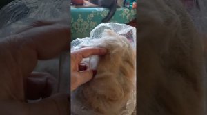 Прядение собачьей шерсти#пряжа#собаки#новый заказ