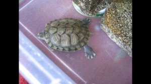 Наша красноухая черепашка.Как выросла за год.