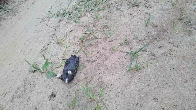 2021.08.11 По пути к озеру что-то нашли. Не сразу поняла, что. #крот #грустно смотреть онлайн