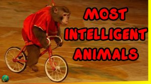 Most Intelligent 10 Animals in the world.mp4