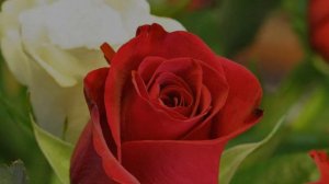 "СПАСИБО СЕРДЦЕ,ЧТО ТЫ УМЕЕШЬ ТАК ЛЮБИТЬ..."