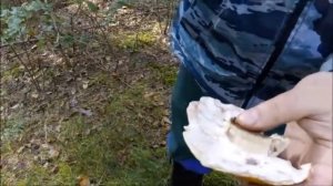 Как правильно чистить гриб