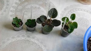 Почему Детка фиалки остановилась в росте? Причины? Решение?