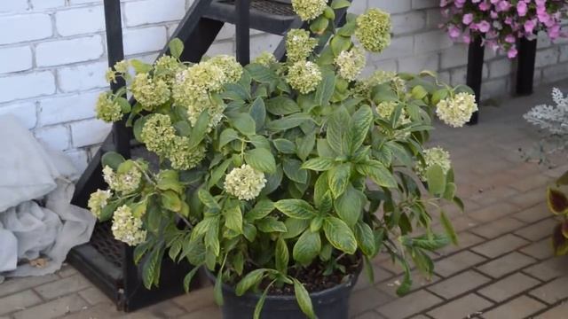 Петуния в сентябре/Новые растения/Новые проекты/Полезные покупки смотреть онлайн