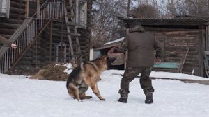 Немецкая овчарка Парис Фасхаль защищает хозяина!