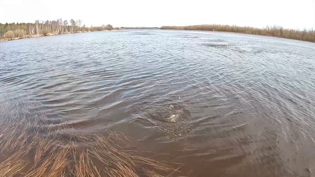 Бешеный клев рыбы на донную снасть! Северная Сосьва! #бешеныйклёв