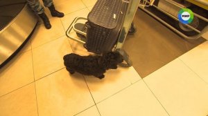 Посторонним вход разрешен - «Международный аэропорт «Калуга»