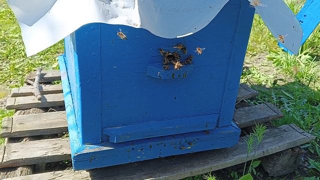 как подсилить слабую
семью просто