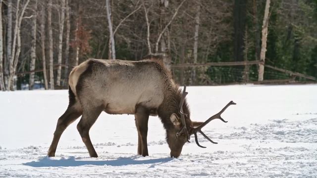 Самые Удивительные и Интересные факты о животных смотреть онлайн