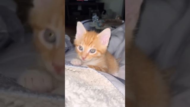 Kitty Soap Opera: Chapter 53... The Sass Mouth, Alcoholic, Catnip Dealer, and Pentecostal Kitties. смотреть онлайн