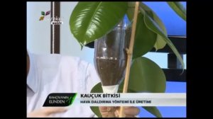 Kauçuk Bitkisi (Ficus elastica) - Tanıtımı, Hava Daldırma (Aşılama) ve Bakımı 3. Bölüm