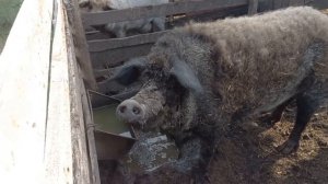 Чистопородные поросята породы Венгерская Мангалица и их родители (для Авито)