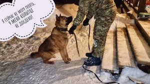 Пёс Кубик порвал поводок и даже не заметил, что свободен! Встретили оленей в поле