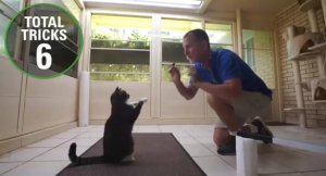 Кот делает 20 трюков за минуту: мировой рекорд Книги рекордов Гиннеса