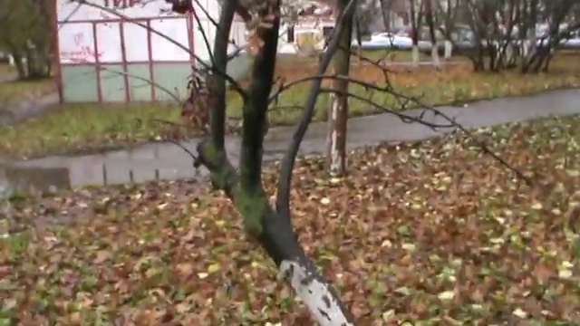 На ветках плоды рябины
