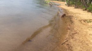 Гуляем с собакой. Моя собака такса