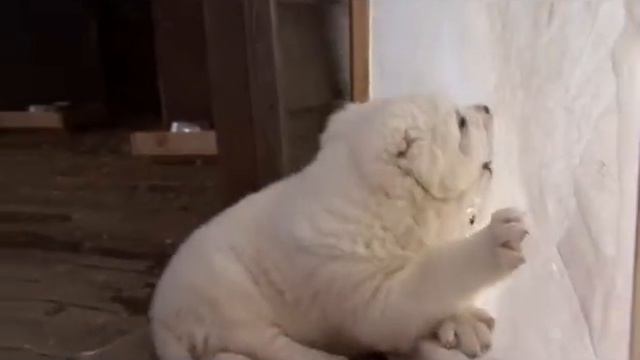 щенки смотреть онлайн