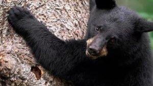 Что делать, если напал медведь?