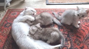 Мама кошка зовет котят кушать / Так мило за котятами наблюдать / Смотреть до конца