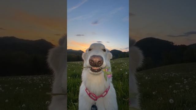 Это видео снизит уровень вашей тревожности❤️ #собака #щенок #дрессировкасобак #АннаТимофеева смотреть онлайн