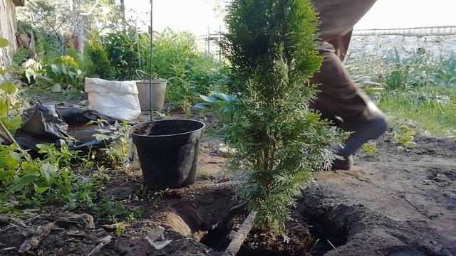 ПОСАДКА ТУИ. Туя западная СМАРАГД. Как правильно посадить тую.