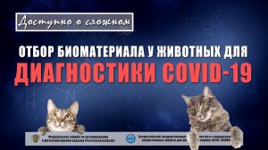 Отбор биоматериала у животных для диагностики COVID-19