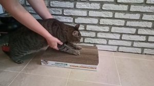 Что стало с КОГТЕТОЧКОЙ за полгода?! Кот не дерëт когтеточку, что делать?