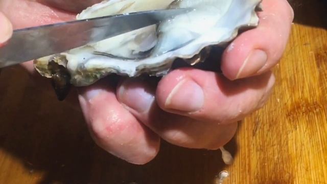 Устрицы, как открыть смотреть онлайн