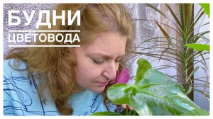 Будни цветовода _ Новая аглаонема _ 23.04.2022г..mp4