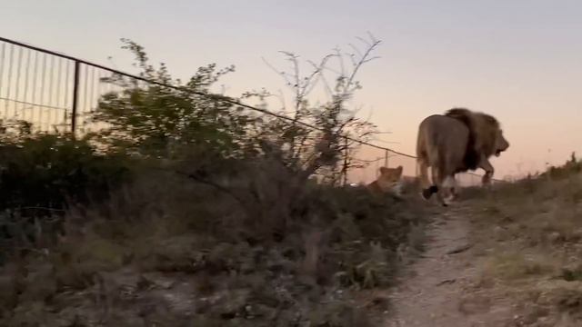 Лев Султан ухаживает за львицами пока я стерегу Руслана ! смотреть онлайн